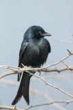 Black Drongo (Dicrurus macrocercus) perched on a tbranch