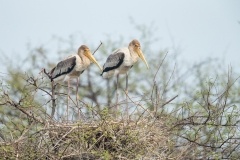 Painted Stork (Mycteria leucpcephala) juveniles on nest