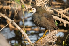 White-Breasted Waterhen (Amaurornis phoenicurus)