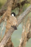 White-eared Bulbul (Pycnonoyus leucotis)