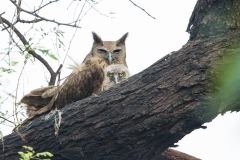 Eurasian Eagle Owl (Bubo bubo) and owlet perched in a tree