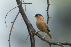 Brahminy Starling (Sturnia pagodarum)