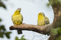 Yellow-footed Green Pigeon (Treron phoenicopterus)