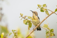 Purple Sunbird (Cinnyris asiaticus), immature male