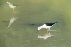 Pied Avocet (Recurvirostra avosetta)