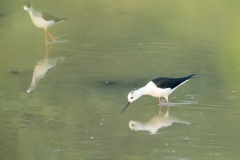 Black-Winged Stilt (Himantopus himantopus)