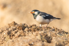 Asian Pied Starling (Gracupica contra)