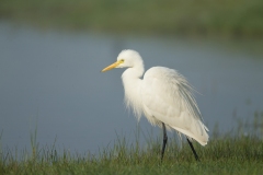 Intermediate Egret (Ardea intermedia)