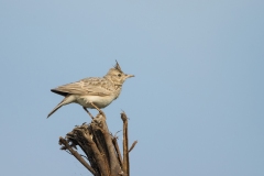 Crested Lark (Galerida cristata)