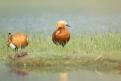 Ruddy Shelduck (Tadorna ferruginea)