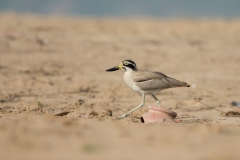 Great Thick-knee (Esacus recurvirostris)