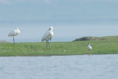 Eurasian Spoonbill (Platalea leucorodia)