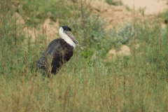 Woolly-necked Stork (Ciconia episcopus)