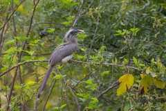 Indian Grey-Hornbill (Ocyceros birostris)