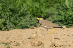 Yellow-wattled Lapwing  (Vanellus malabaricus)