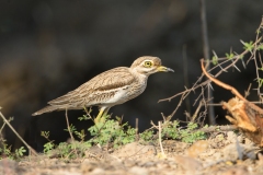 Indian Thick-knee (Burhinus oedicnemus indicus)