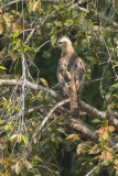 Changeable Hawk-Eagle (Spizaetus cirrhatus)