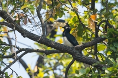 Malabar Pied-Hornbill (Anthracoceros coronatus)