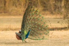 Indian Peafowl (Pavo cristatus)