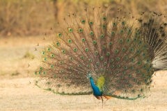 Indian Peafowl (Pavo cristatus)