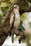 Crested Hawk Eagle (Nisaetus cirrhatus)