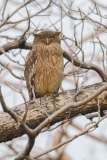 Brown Fish Owl (Ketupa zeylonensis)