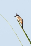 Red-whiskered Bulbul (Pycnonoyus jocosus)