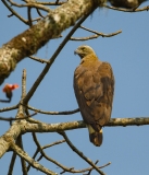 Grey-headed Fish Eagle (Icthyophaga ichthyaetus)