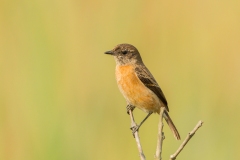 Common Stonechat (Saxicola torquata)) female