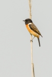 Common Stonechat (Saxicola torquata), male