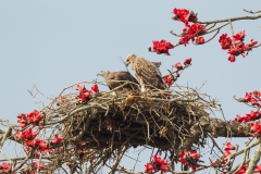 Grey-headed Fish Eagle (Icthyophaga ichthyaetus), male and immature on a nest