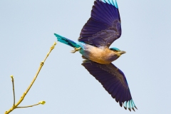 Indian Roller (Coracias benghalensis) taking flight
