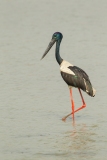 Black-necked Stork (Ephippiorhynchus asiaticus) wading