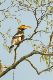 Great Hornbill (Buceros bicornis)