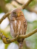 Asian Barred Owlet (Glaucidium cuculoides) perched