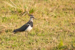 Northern Lapwing (Vanellus vanellus) on the ground