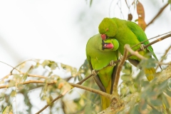 Rose-Ringed Parakeet (Psittacula krameri) male and female preening each other