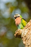 Red-Breasted Parakeet (Psittacula alexandri)