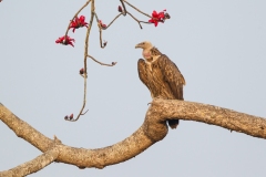 Himalayan Vulture (Gyps himalayensis)