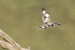 Pied Kingfisher (Ceyrle rudis) taking off