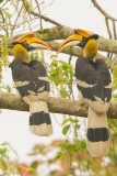 Great Hornbill (Buceros bicornis)