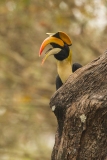 Great Hornbill (Buceros bicornis)