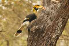 Great Hornbill (Buceros bicornis)