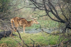 Spotted Deer (Axis axis), buck