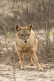 Golden Jackal (Canis aureus)