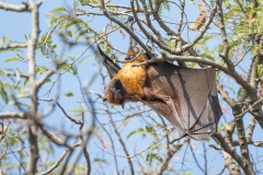 Greater Indian Fruit Bat (Pteropus giganteus), also known as the Indian flying fox, ) hanging in a tree in daylight.