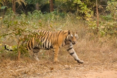 Tiger (Panthera tigris) walking and looking at camera