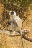 Gray Langur (Semnopithecus entellus) or Hanuman Langer