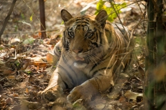 Tiger (Panthera tigris) lying in the jungle facing camera