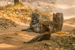 Tiger (Panthera tigris) mother and cubs